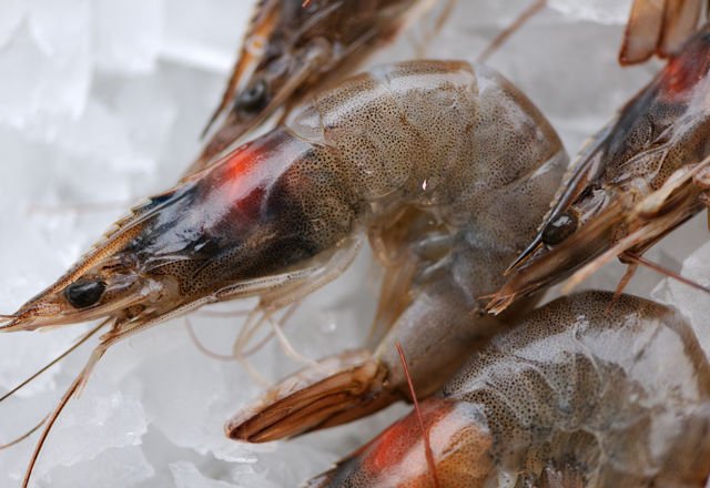 Shrimp