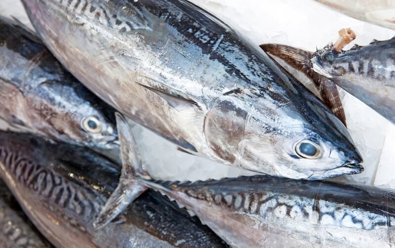 tuna